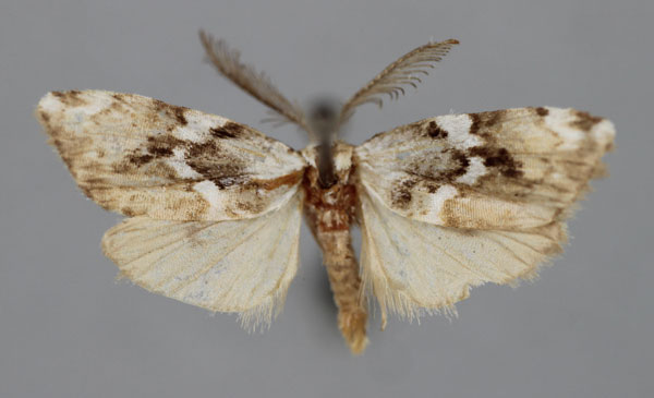 /filer/webapps/moths/media/images/L/lucida_Viettesia_A_BMNH.jpg