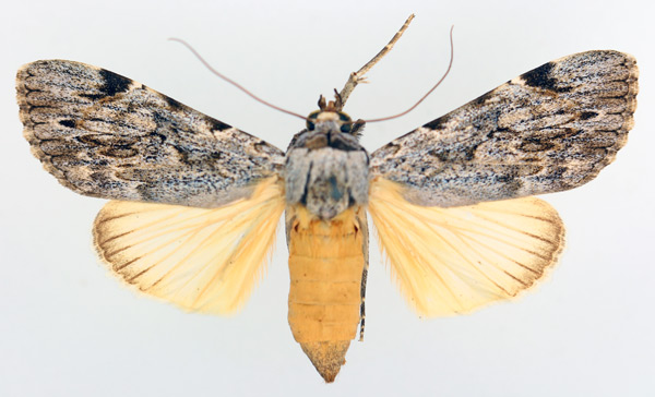 /filer/webapps/moths/media/images/L/lucidus_Archaeopilocornus_AF_TMSA_01.jpg