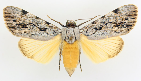 /filer/webapps/moths/media/images/L/lucidus_Archaeopilocornus_AF_TMSA_02.jpg