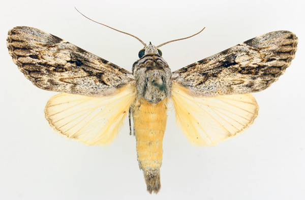 /filer/webapps/moths/media/images/L/lucidus_Archaeopilocornus_AM_TMSA_01.jpg