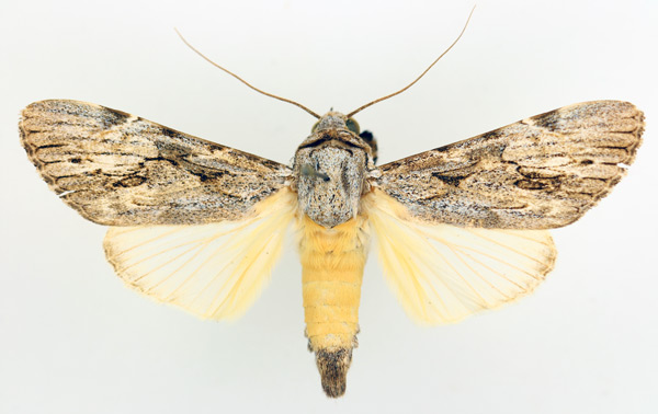 /filer/webapps/moths/media/images/L/lucidus_Archaeopilocornus_AM_TMSA_02.jpg