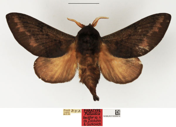 /filer/webapps/moths/media/images/L/lucifer_Pallastica_PTM_NHMUK.jpg