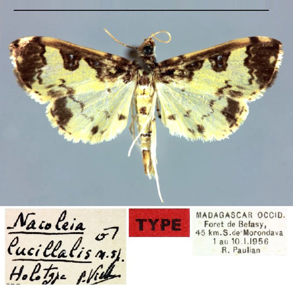 /filer/webapps/moths/media/images/L/lucillalis_Nacoleia_HT_MNHN.jpg