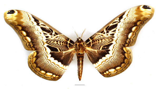 /filer/webapps/moths/media/images/L/lucina_Dactyloceras_AF_Basquin_02.jpg