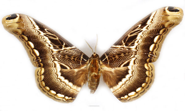 /filer/webapps/moths/media/images/L/lucina_Dactyloceras_AF_Basquin_03.jpg