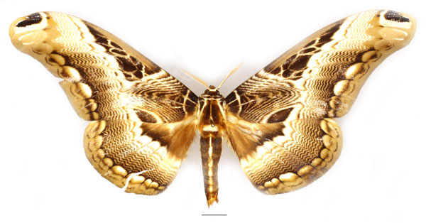 /filer/webapps/moths/media/images/L/lucina_Dactyloceras_AF_Basquin_04.jpg