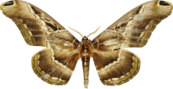/filer/webapps/moths/media/images/L/lucina_Dactyloceras_AM_MCJM.jpg