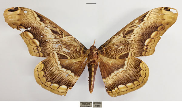 /filer/webapps/moths/media/images/L/lucina_Dactyloceras_AM_TMSA_01.jpg