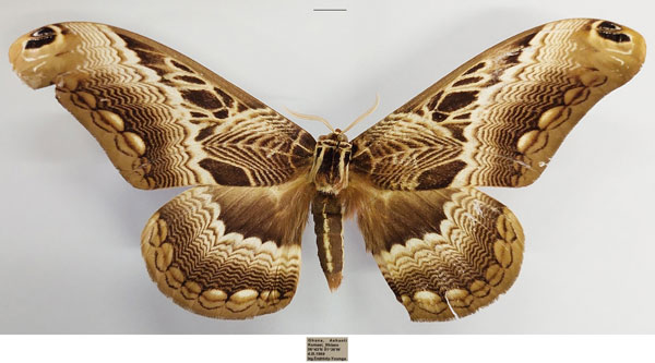 /filer/webapps/moths/media/images/L/lucina_Dactyloceras_AM_TMSA_03.jpg