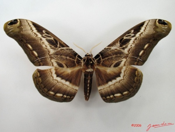 /filer/webapps/moths/media/images/L/lucina_Dactyloceras_A_Alberta.jpg