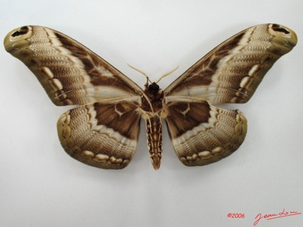 /filer/webapps/moths/media/images/L/lucina_Dactyloceras_A_Albertb.jpg