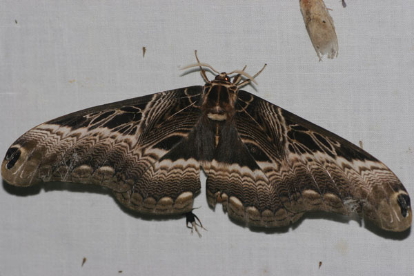 /filer/webapps/moths/media/images/L/lucina_Dactyloceras_A_Jrpeland.jpg