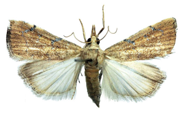 /filer/webapps/moths/media/images/L/lucipara_Ptychopseustis_AF_BMNH.jpg