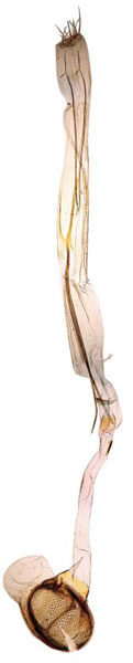 /filer/webapps/moths/media/images/L/lucipara_Ptychopseustis_GF_BMNH.jpg
