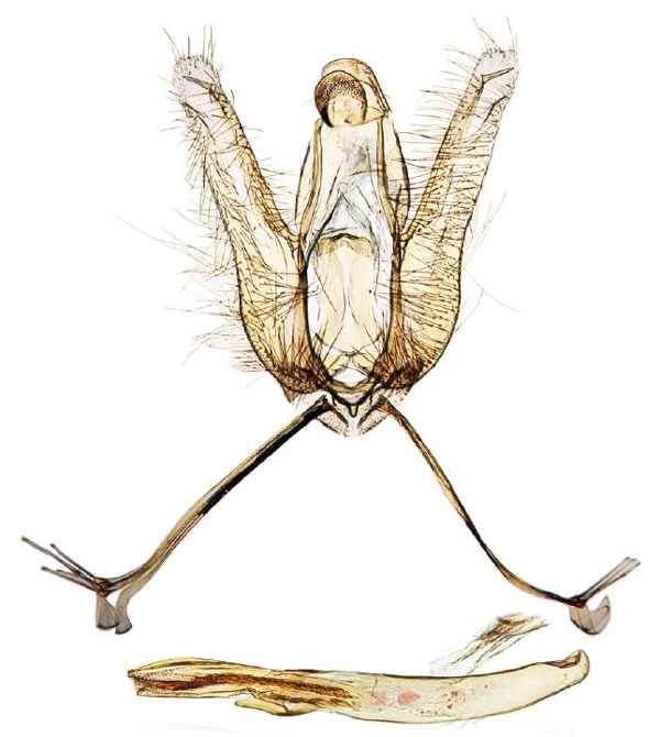 /filer/webapps/moths/media/images/L/lucipara_Ptychopseustis_GM_BMNH.jpg