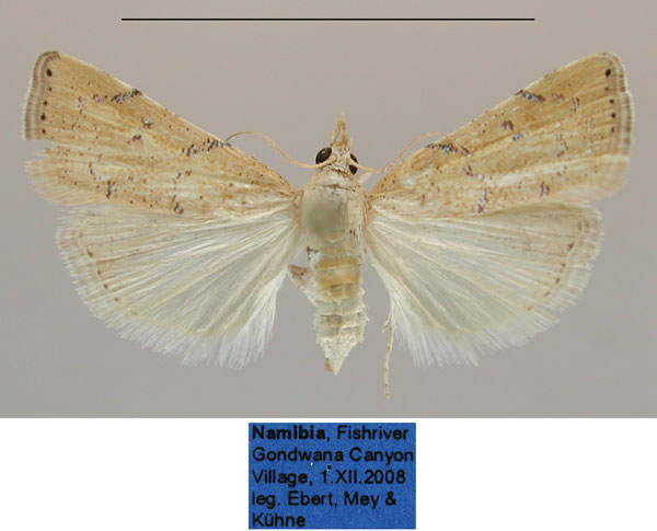 /filer/webapps/moths/media/images/L/lucipara_Ptychopseustis_PTF_MfN.jpg