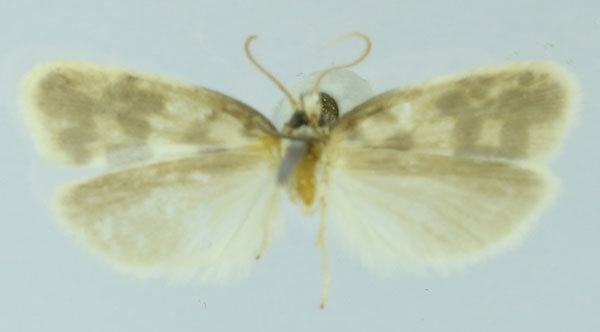 /filer/webapps/moths/media/images/L/luctuosa_Eremothyris_HT_MNHNb.jpg