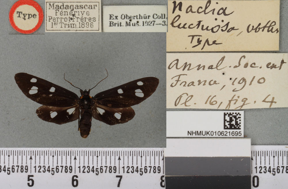 /filer/webapps/moths/media/images/L/luctuosa_Naclia_HT_BMNHa.jpg