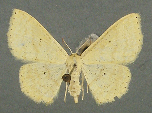 /filer/webapps/moths/media/images/L/ludibunda_Scopula_AF_TMSA_01.jpg