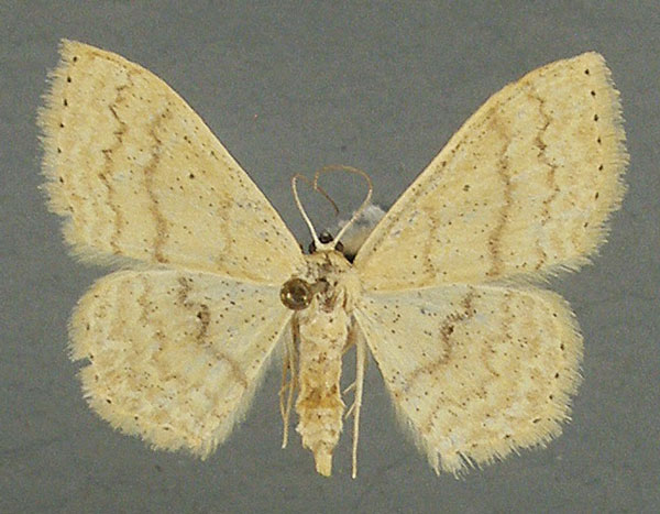 /filer/webapps/moths/media/images/L/ludibunda_Scopula_AF_TMSA_02.jpg