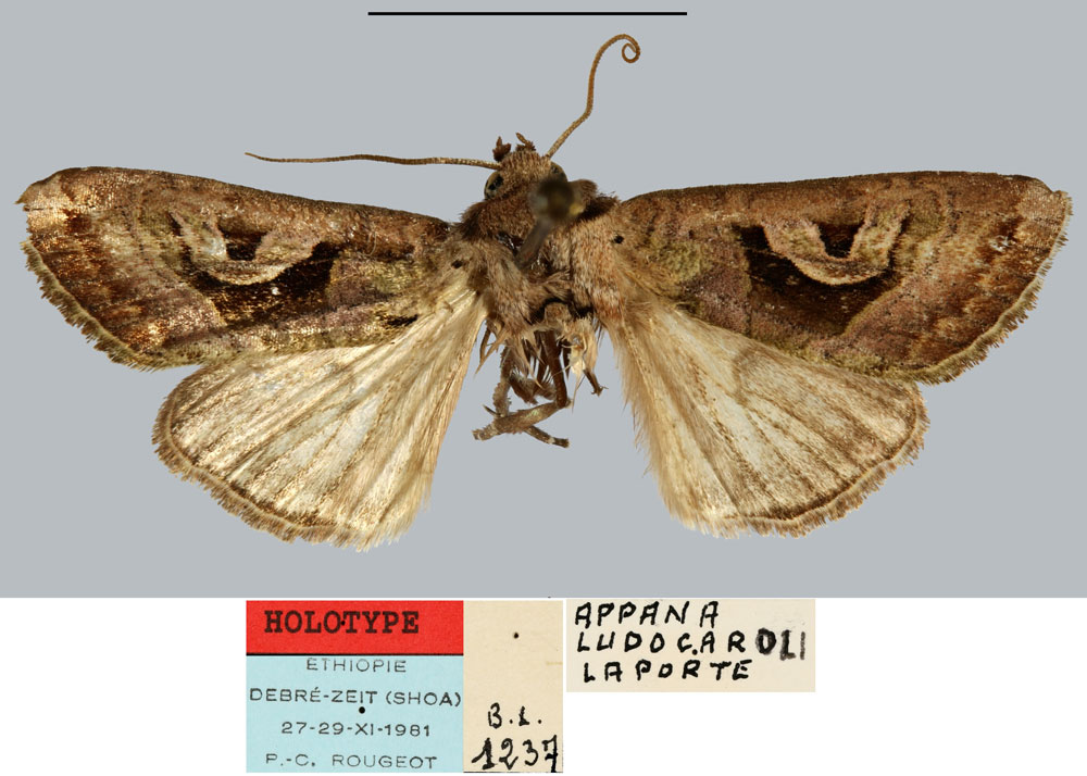 /filer/webapps/moths/media/images/L/ludocaroli_Appana_HT_MNHN.jpg