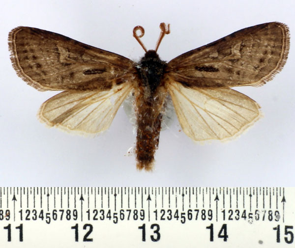 /filer/webapps/moths/media/images/L/ludovici_Rougeotia_AM_BMNH.jpg