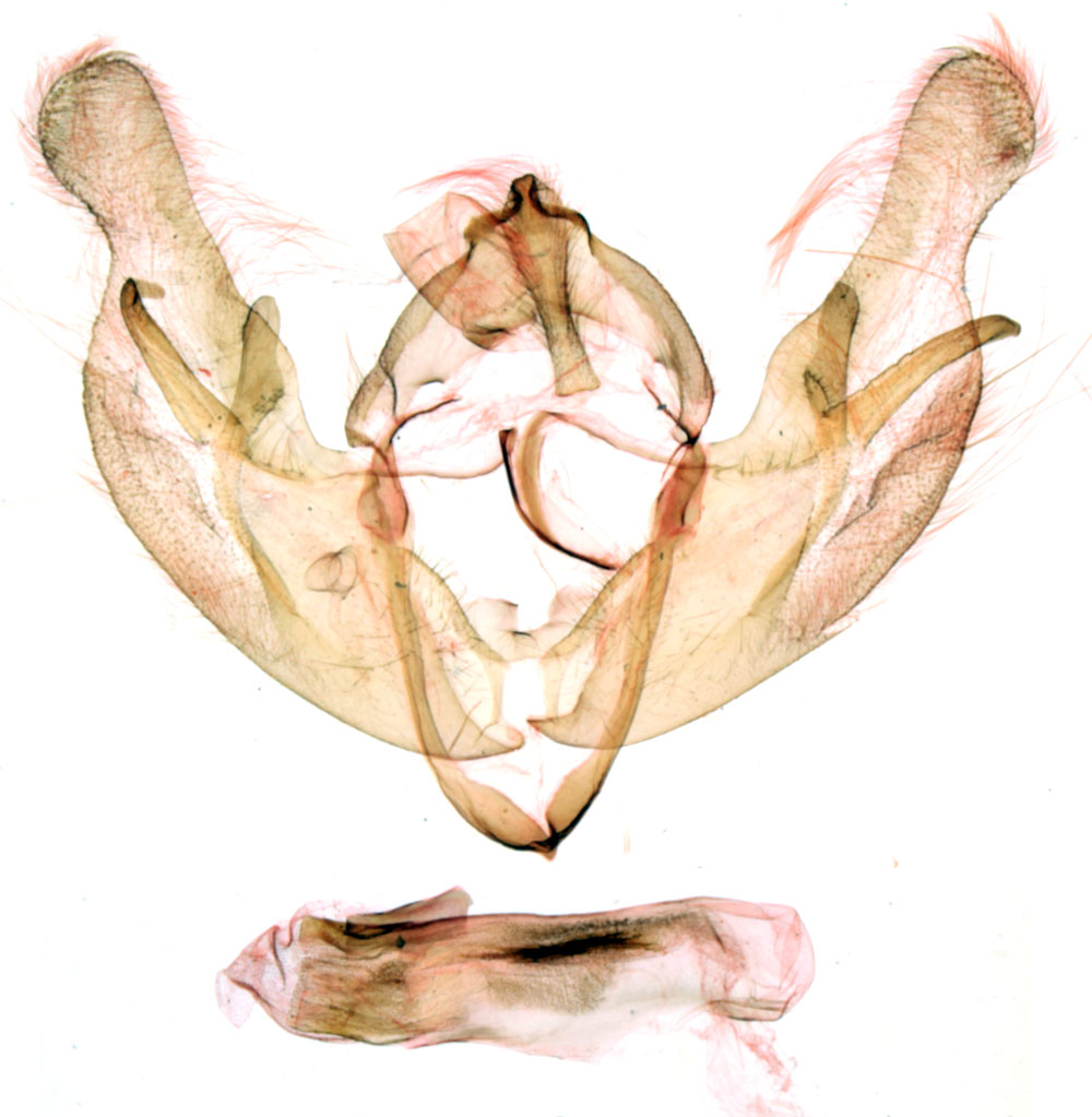 /filer/webapps/moths/media/images/L/ludovici_Rougeotia_GMPT_MNHN_904.jpg