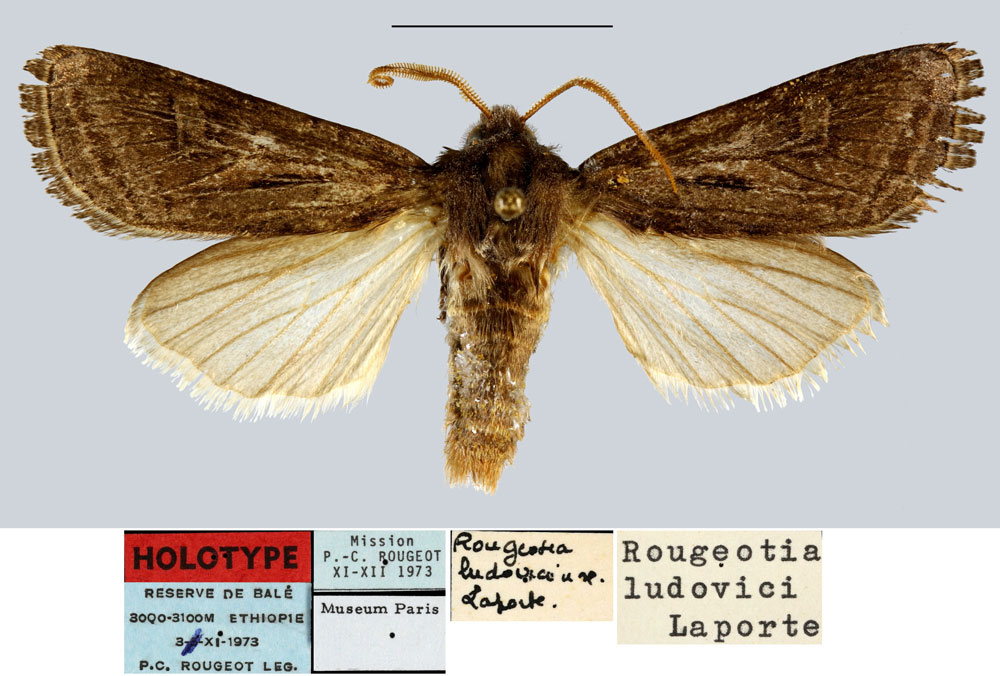 /filer/webapps/moths/media/images/L/ludovici_Rougeotia_HT_MNHN.jpg