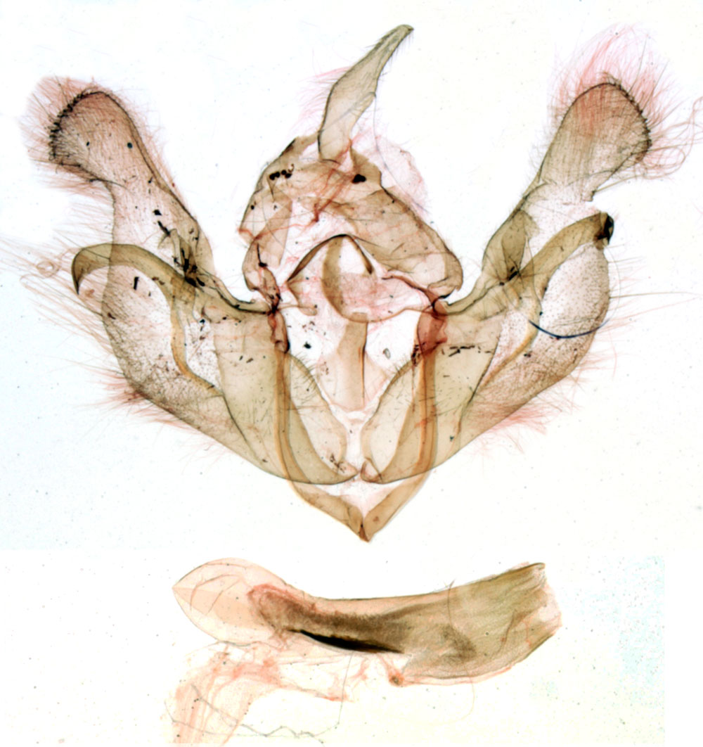 /filer/webapps/moths/media/images/L/ludovicoides_Rougeotia_GMHT_MNHN_BL1042.jpg