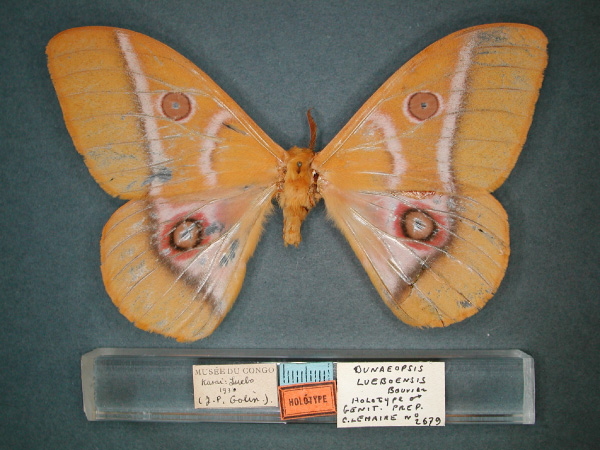 /filer/webapps/moths/media/images/L/lueboensis_Bunaeopsis_HT_RMCA_01.jpg