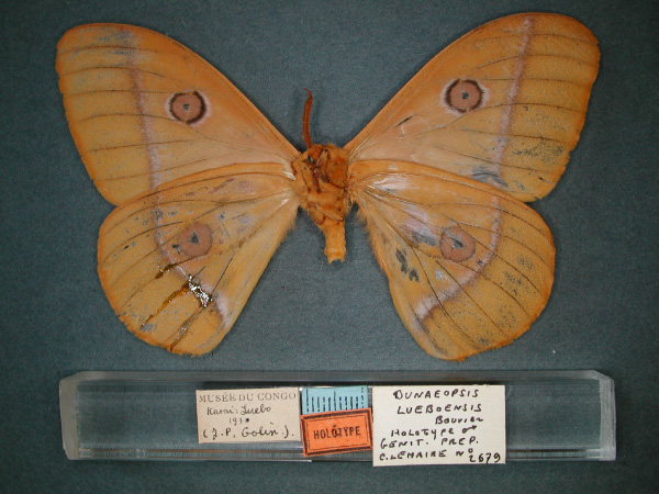 /filer/webapps/moths/media/images/L/lueboensis_Bunaeopsis_HT_RMCA_02.jpg