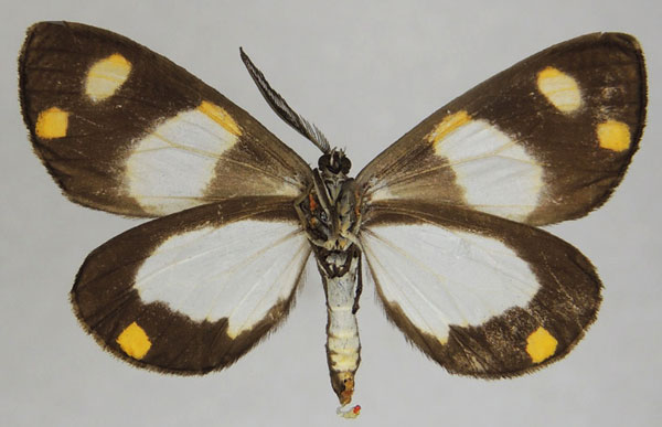/filer/webapps/moths/media/images/L/lufira_Terina_AM_ZSMb.jpg