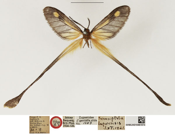 /filer/webapps/moths/media/images/L/lufirensis_Semioptila_HT_NHMUK.jpg