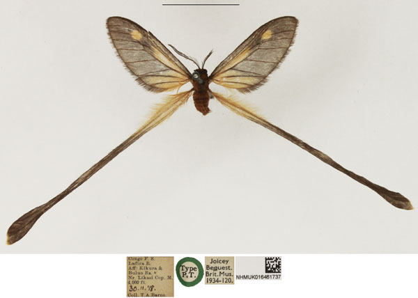/filer/webapps/moths/media/images/L/lufirensis_Semioptila_PTM_NHMUK_01.jpg