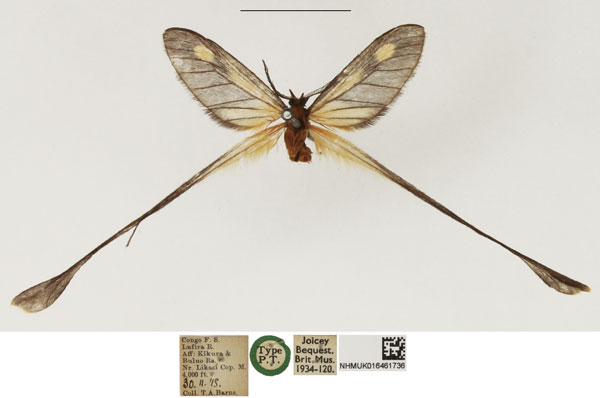 /filer/webapps/moths/media/images/L/lufirensis_Semioptila_PTM_NHMUK_02.jpg