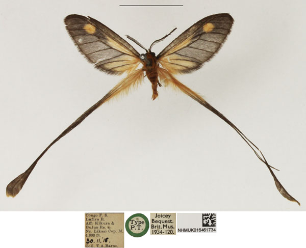 /filer/webapps/moths/media/images/L/lufirensis_Semioptila_PTM_NHMUK_03.jpg