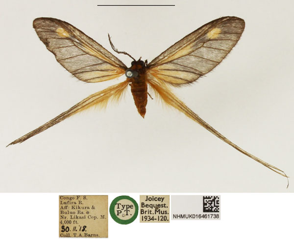 /filer/webapps/moths/media/images/L/lufirensis_Semioptila_PTM_NHMUK_04.jpg