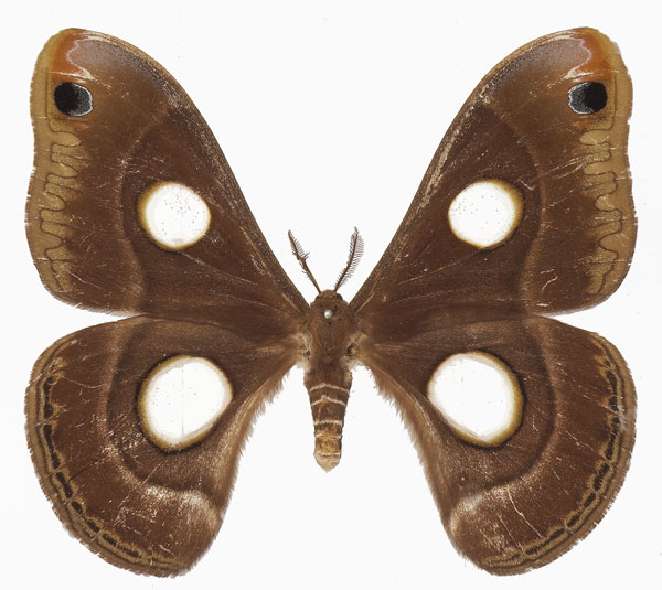 /filer/webapps/moths/media/images/L/lugardi_Epiphora_AF_Basquin.jpg