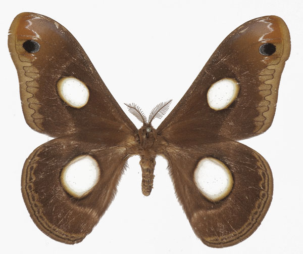 /filer/webapps/moths/media/images/L/lugardi_Epiphora_AM_Basquina.jpg