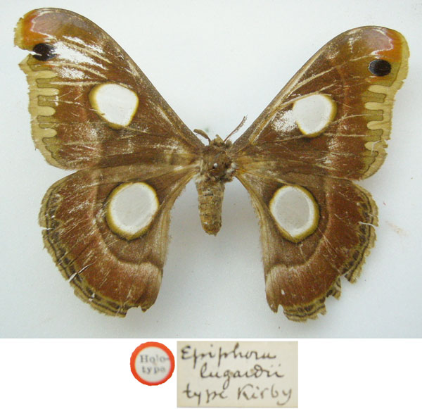 /filer/webapps/moths/media/images/L/lugardi_Epiphora_HT_NHMUKa.jpg