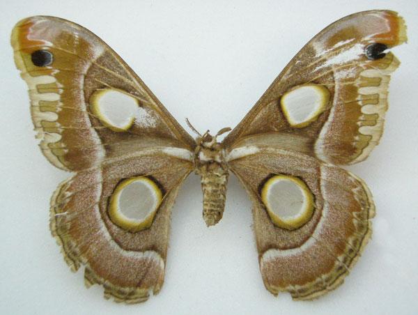 /filer/webapps/moths/media/images/L/lugardi_Epiphora_HT_NHMUKb.jpg
