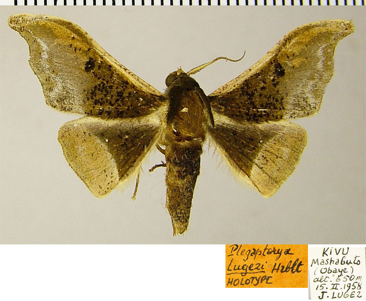 /filer/webapps/moths/media/images/L/lugezi_Plegapteryx_HT_ZSM.jpg