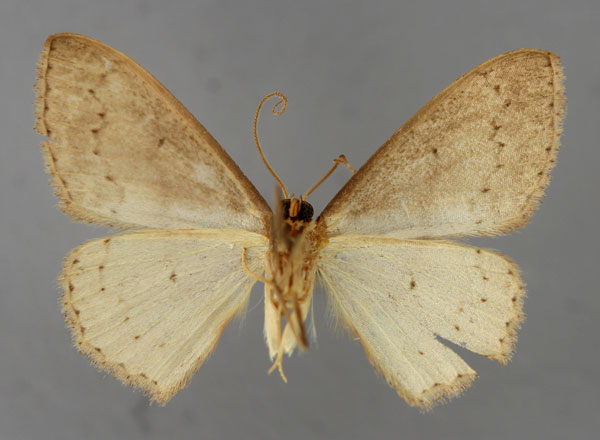 /filer/webapps/moths/media/images/L/lugubriata_Scopula_A_ZSM_02.jpg