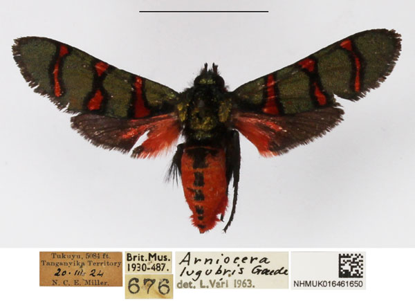 /filer/webapps/moths/media/images/L/lugubris_Arniocera_A_NHMUK_01.jpg