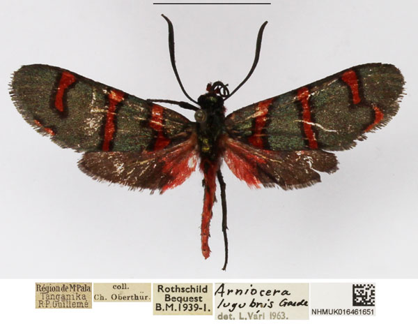 /filer/webapps/moths/media/images/L/lugubris_Arniocera_A_NHMUK_02.jpg
