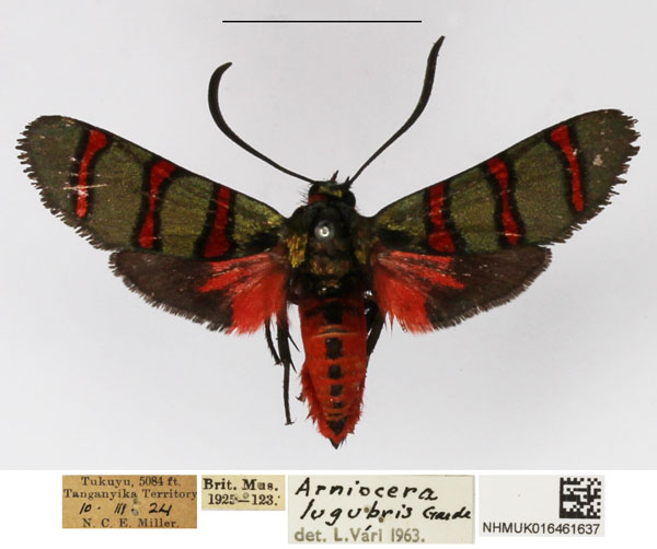 /filer/webapps/moths/media/images/L/lugubris_Arniocera_A_NHMUK_03.jpg