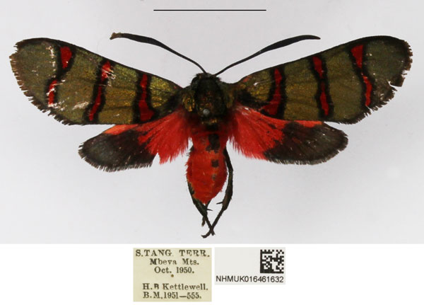 /filer/webapps/moths/media/images/L/lugubris_Arniocera_A_NHMUK_04.jpg