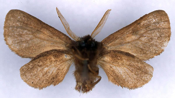 /filer/webapps/moths/media/images/L/lugubris_Metarctia_HT_ZMHB_02.jpg