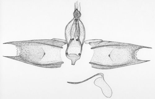 /filer/webapps/moths/media/images/L/luki_Hyloconis_GM_DePrins3744.jpg