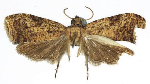 /filer/webapps/moths/media/images/L/lukiana_Eccopsis_HT_RMCA.jpg